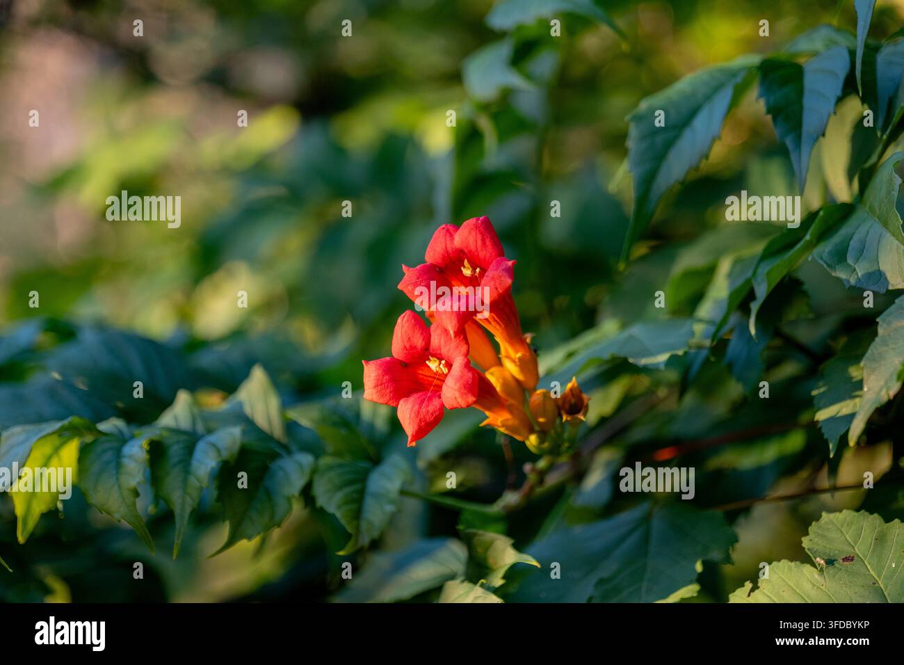 Fiori rosso acceso della vite trombetta sbocciano tra una fitta chioma verde alla luce naturale calda. Foto Stock