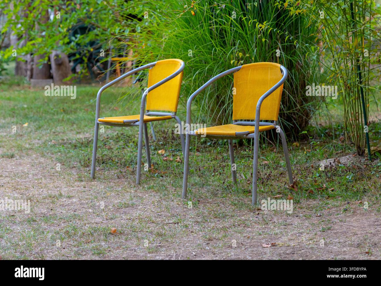 Due sedie gialle sono posate sull'erba accanto a piante alte e dense in un giardino all'aperto. Foto Stock