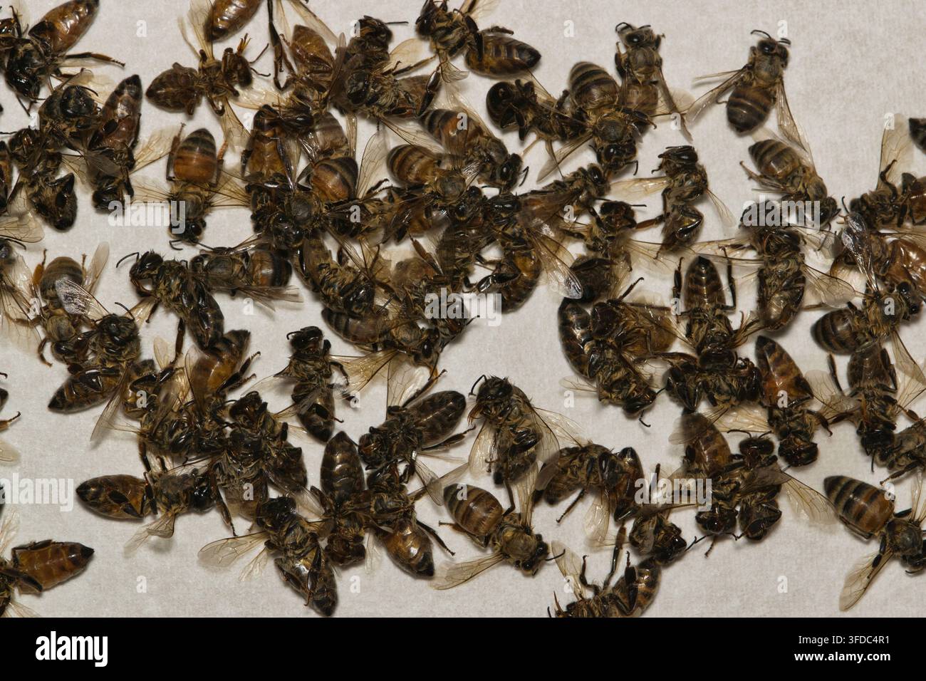 Droni di api mellifere morti per problemi ambientali legati alla natura alveare. Foto Stock