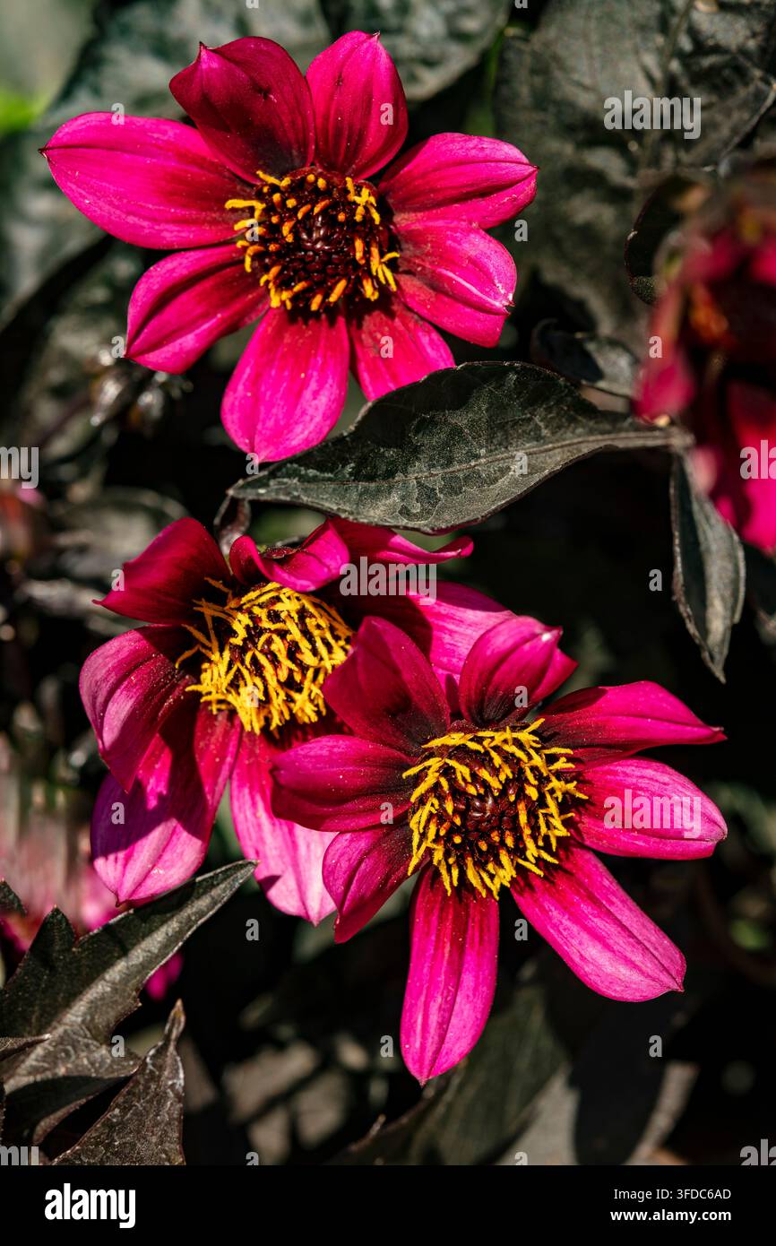 Ritratto naturale in primo piano di una pianta fiorita della deliziosa Dahlia x Hortensis 'Luberga Dark Velvet’. A stelo lungo, Amabile, Luminosa, Lussuosa, Magica Foto Stock