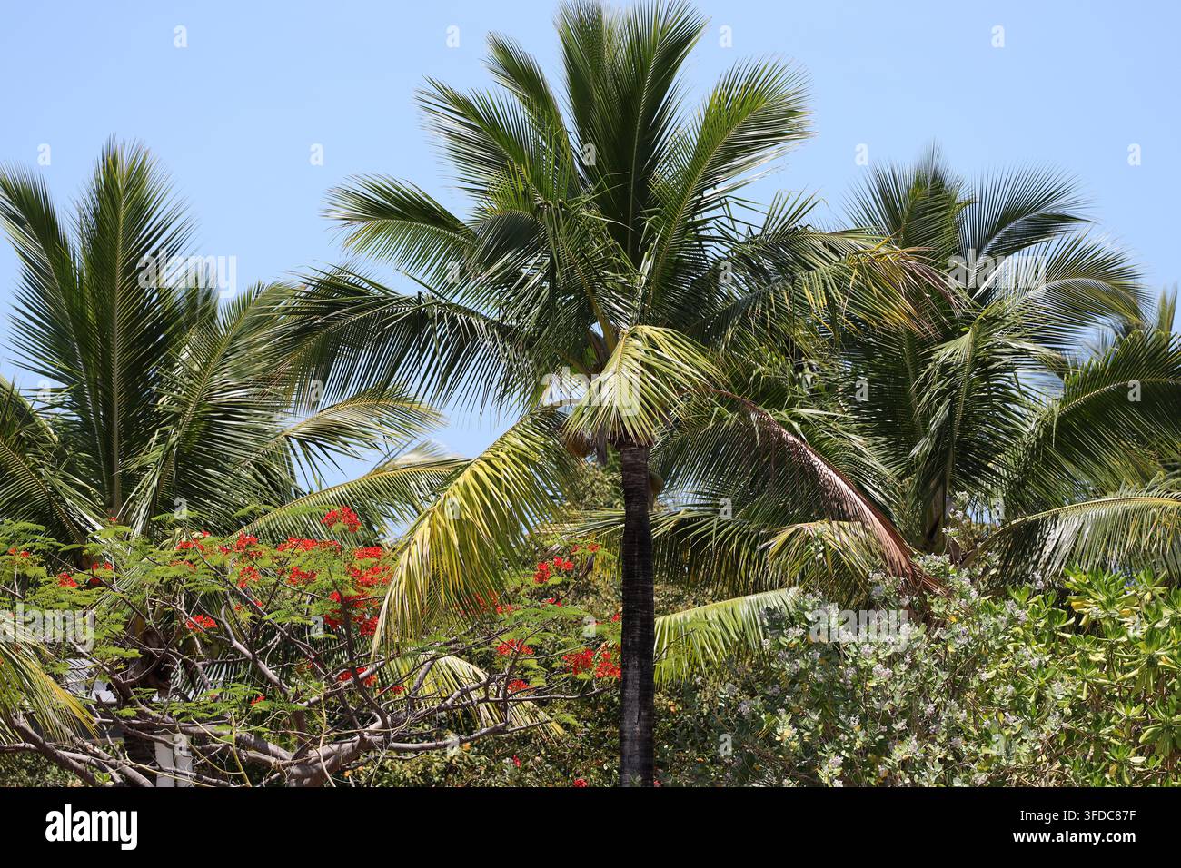 alte palme, cespugli con fiori rossi sparsi che assorbono il sole (tropicale) Foto Stock