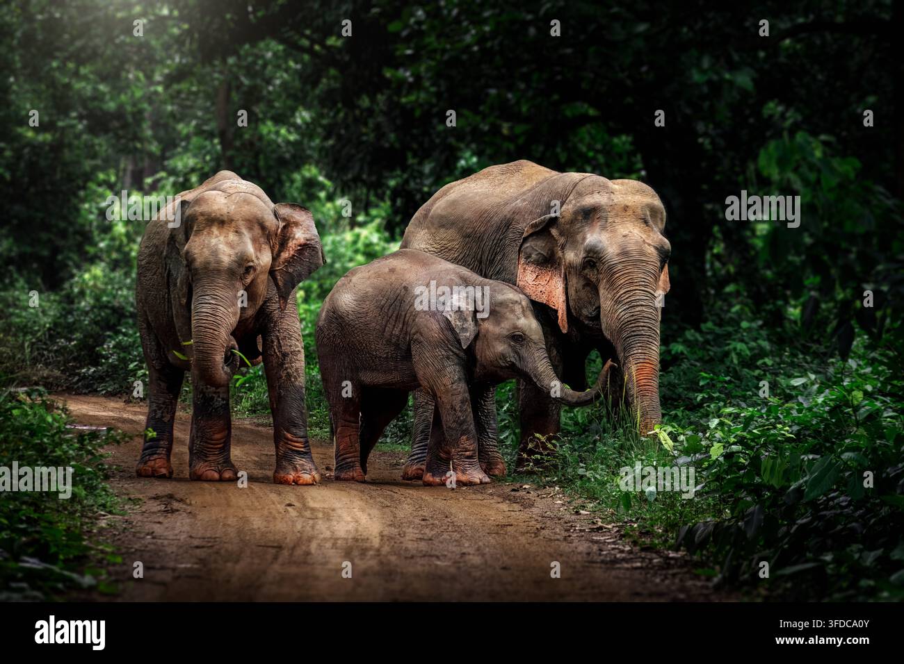 L'elefante asiatico, noto anche come elefante dell'Asia, è l'unica specie vivente del genere Elephas. È il più grande animale terrestre vivente in Asia. Foto Stock