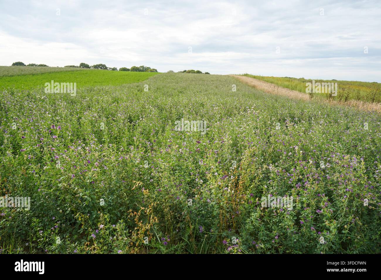 Campo di erba medica, foraggio di erba medica, colline ondulate nel Limburgo, Paesi Bassi. Foto Stock