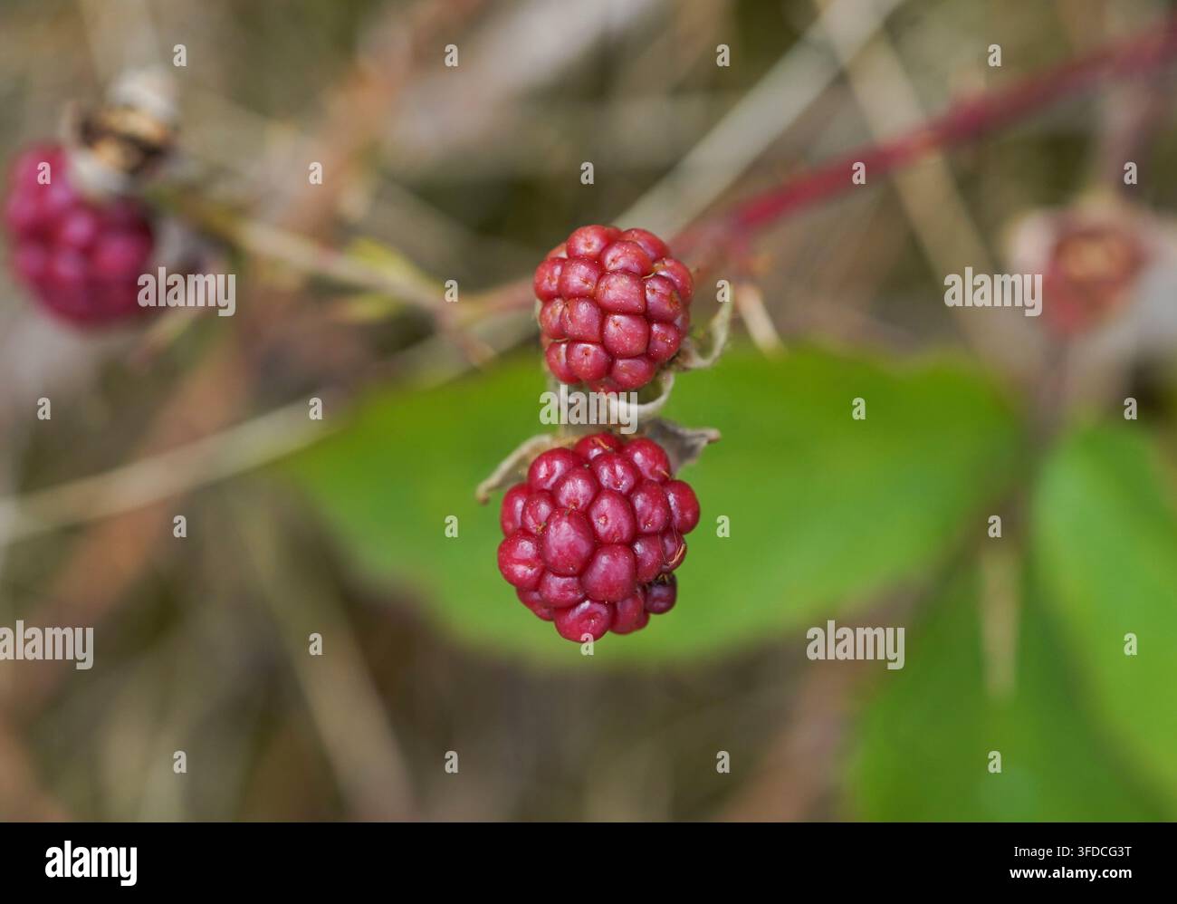 Frutta selvatica di more non matura che cresce sulla pianta, Rubus fruticosus, More, Paesi Bassi. Foto Stock