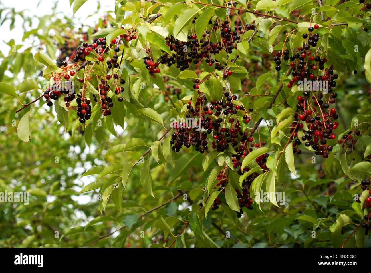 Albero di ciliegio selvatico (Prunus serotina) pesantemente carico di grappoli pendenti di piccole bacche scure in maturazione tra un fogliame verde vibrante. Paesi Bassi. Foto Stock