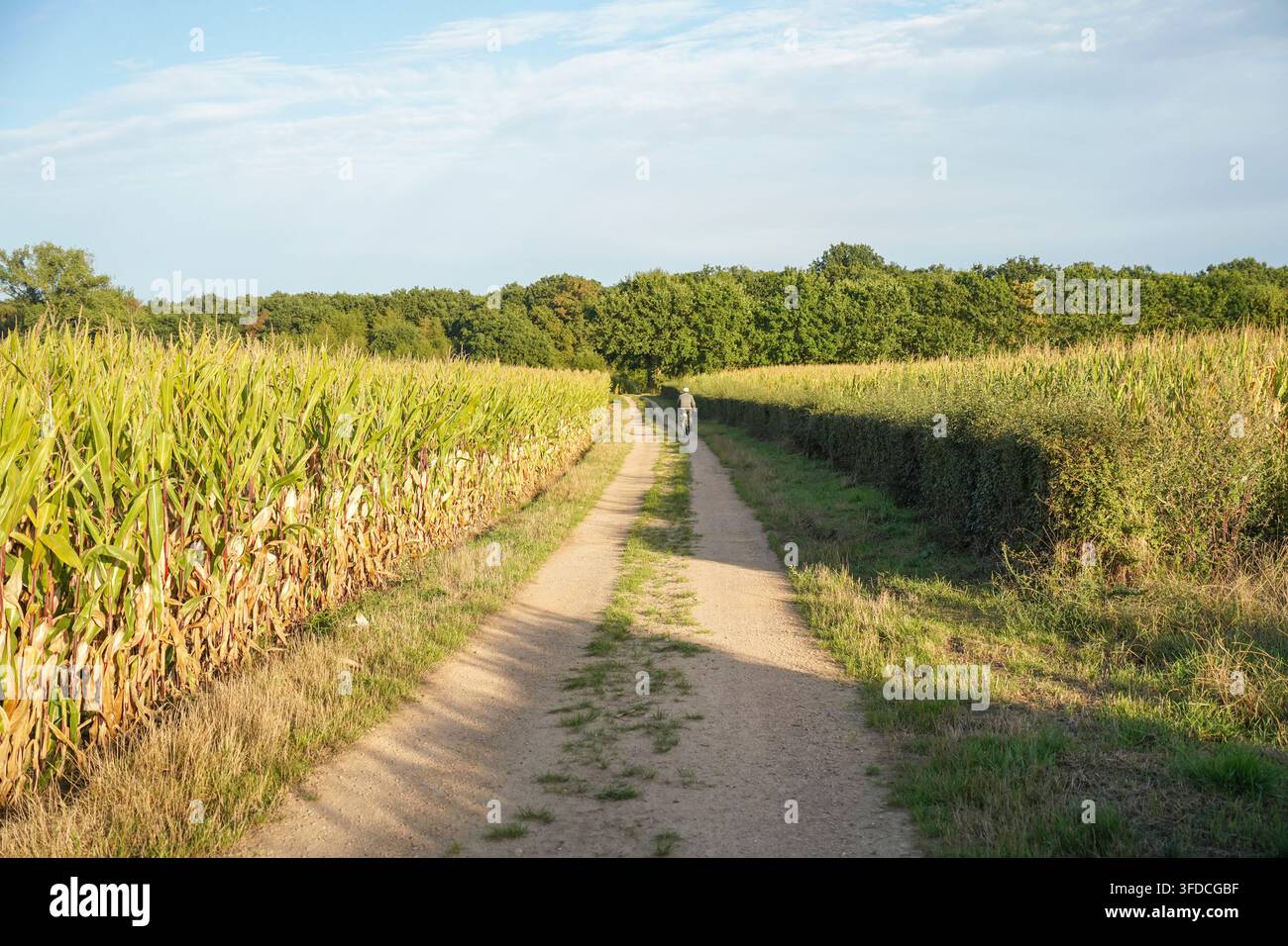 Un uomo anziano pedala lungo un sentiero sterrato rustico baciato dal sole che si snoda attraverso un paesaggio di campi di mais. Schinveld, Limburgo, Paesi Bassi. Foto Stock