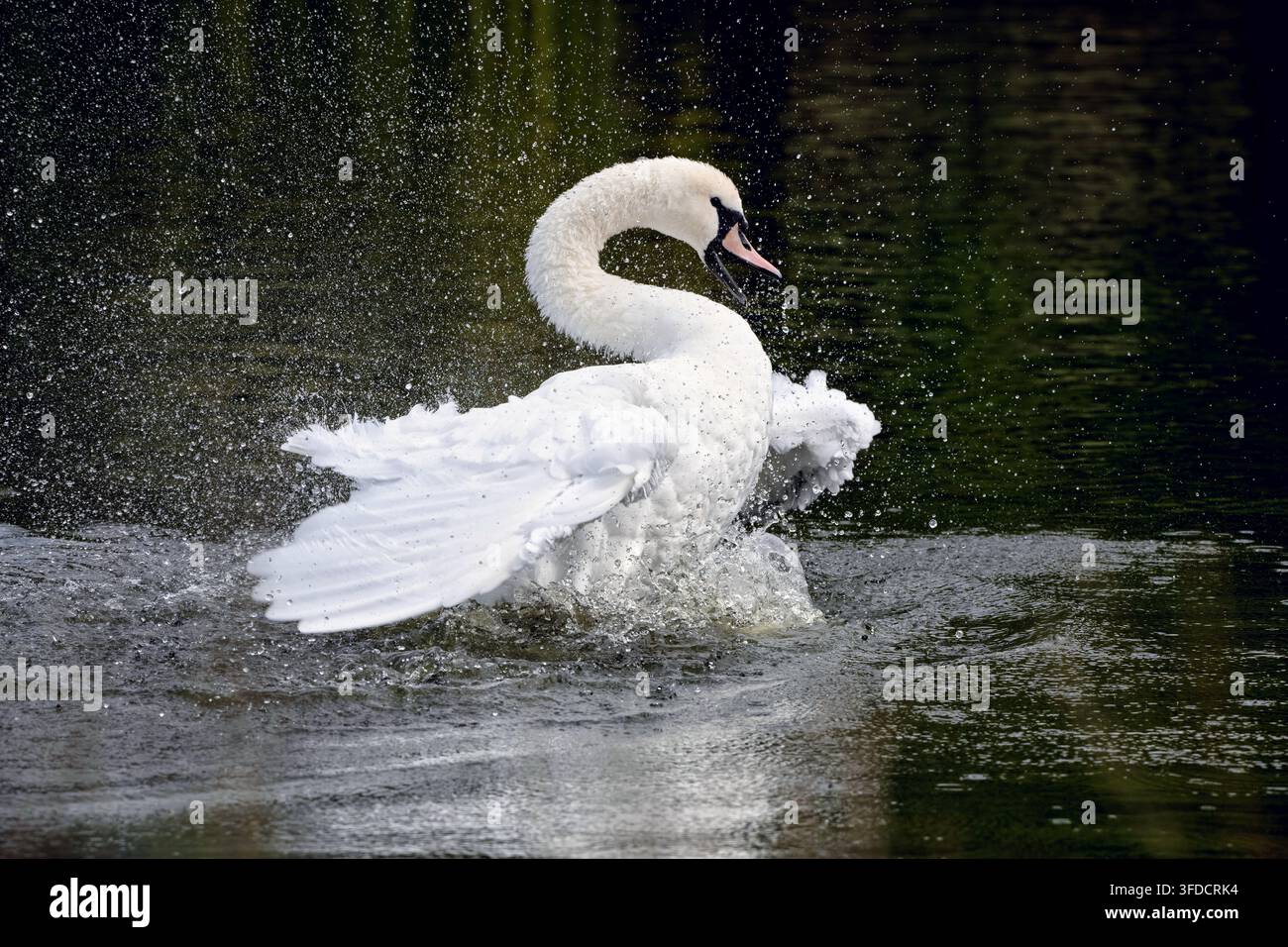 Cigno muto che schizza vigorosamente mentre si bagna in uno stagno calmo. Foto commerciale di azione sulla fauna selvatica che cattura spruzzi d'acqua dinamici, goccioline e testo pulito Foto Stock