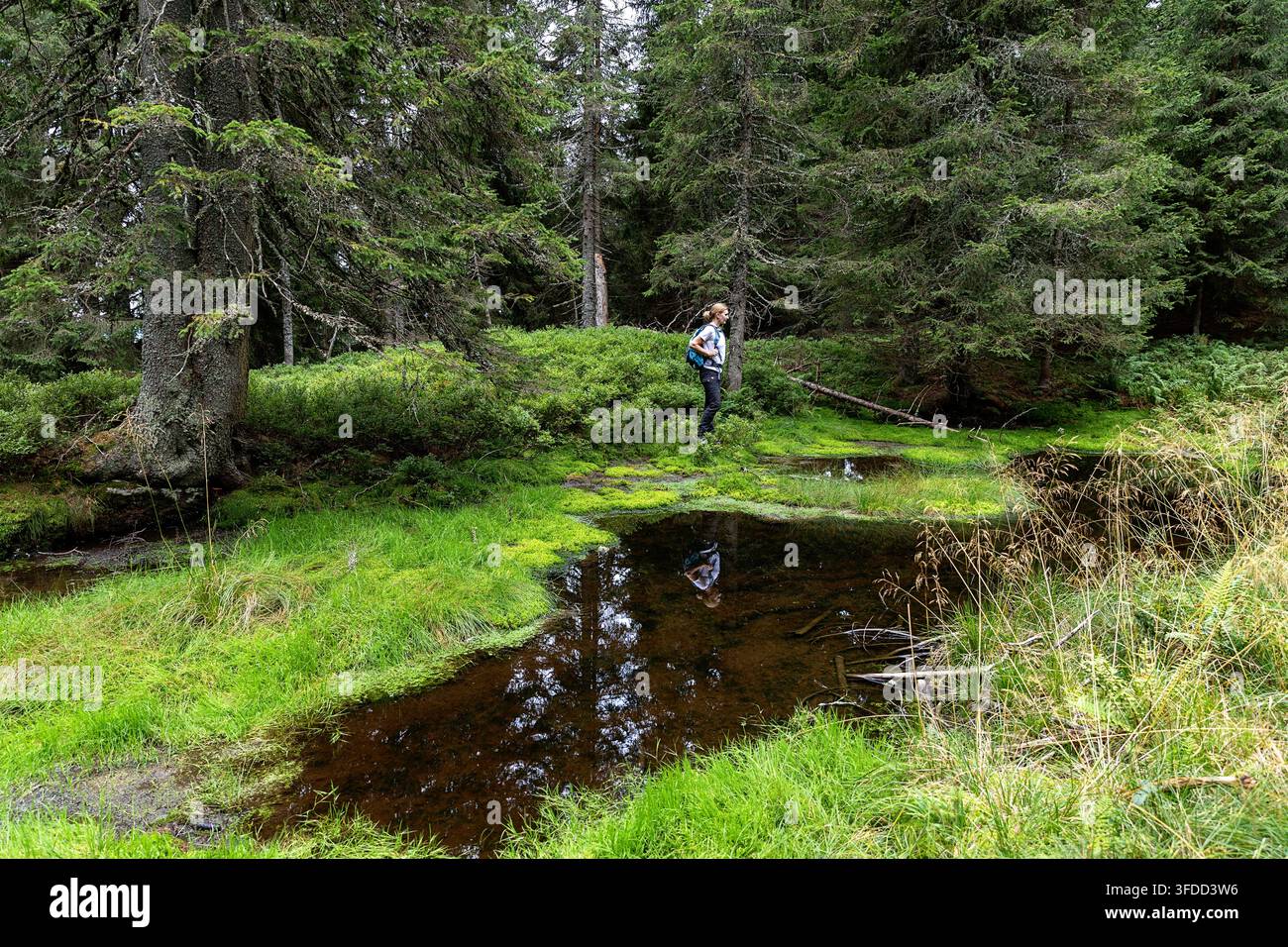 Una escursionista in piedi in pace accanto a un piccolo lago incontaminato incastonato in una magica vecchia foresta di abeti con un tappeto di erba di un verde vibrante. Foto Stock