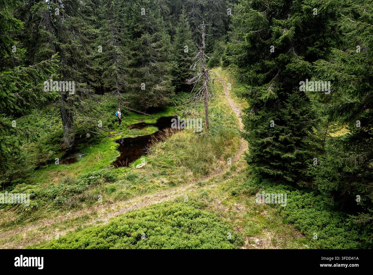 Una escursionista in piedi in pace accanto a un piccolo lago incontaminato incastonato in una magica vecchia foresta di abeti con un tappeto di erba di un verde vibrante. Foto Stock