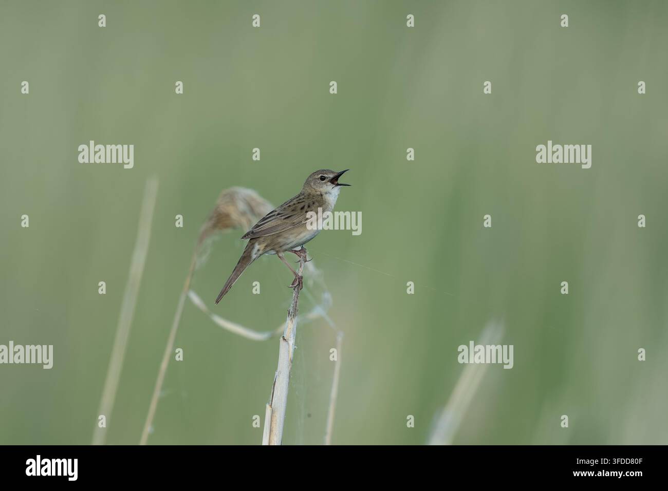 Locustella macchiata (Locustella naevia) che canta nella steppa del distretto di Svetlinsky, Oblast di Orenburg, Russia. Foto Stock