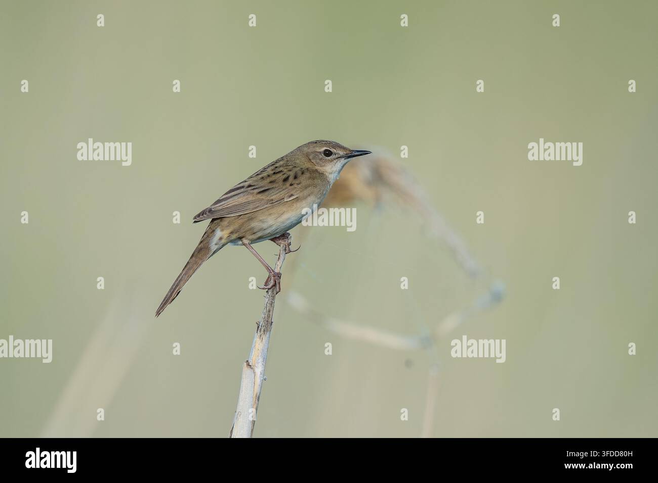 Locustella macchiata (Locustella naevia) che canta nella steppa del distretto di Svetlinsky, Oblast di Orenburg, Russia. Foto Stock