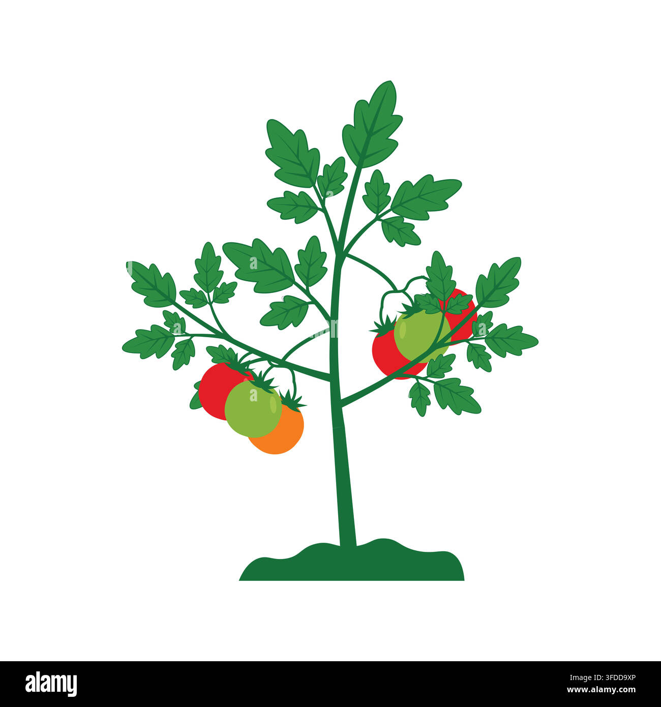 Illustrazione vettoriale di pianta di pomodoro con pomodori rossi, arancioni e verdi in crescita su un cespuglio con foglie. Illustrazione Vettoriale