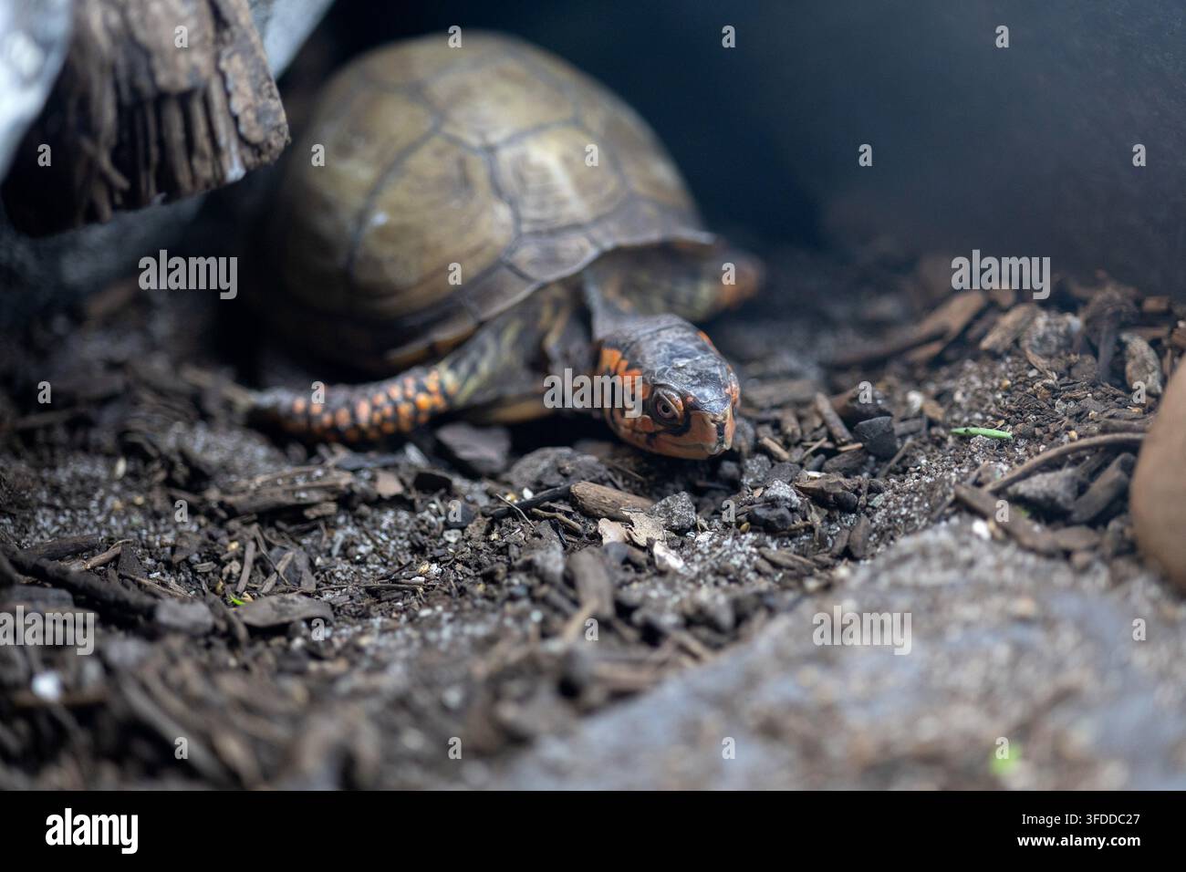 Tartaruga scatola orientale che si muove lentamente su terreno pacciamato nel suo habitat naturale Foto Stock