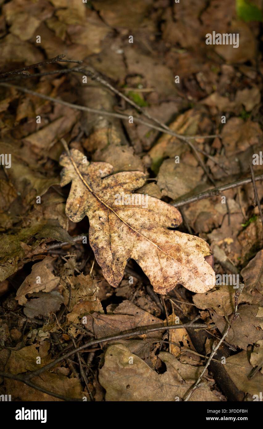 foglia di quercia secca sul terreno del bosco in primo piano verticale per sfondo naturale autunnale o design ambientale stagionale Foto Stock