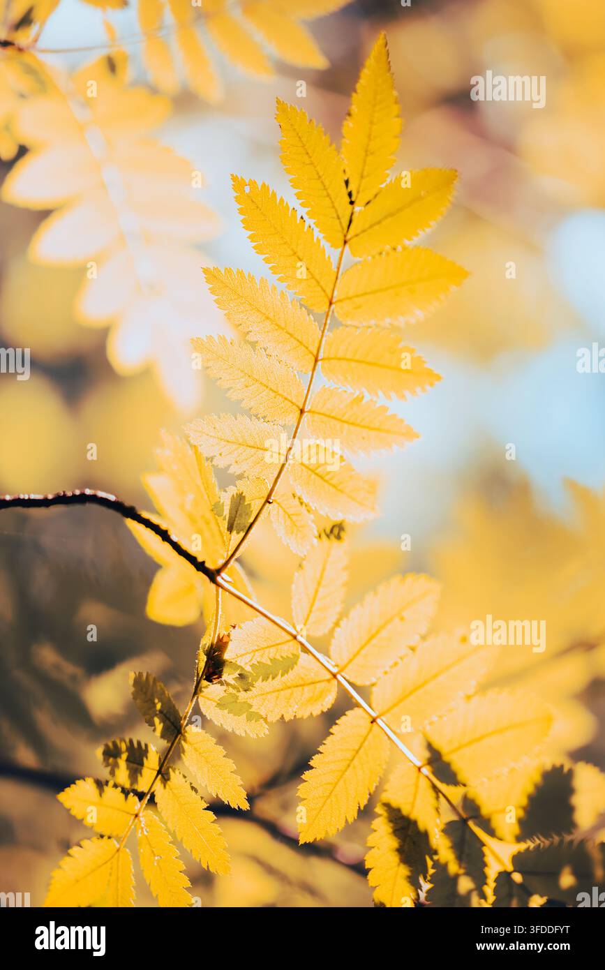 Foglie autunnali gialle su un ramo con luce dorata e sfondo sfocato morbido Foto Stock
