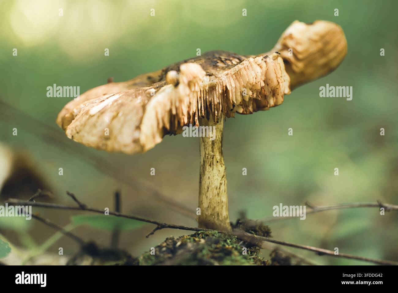 Prima vista di un fungo di foresta con cappello e gambo ruvidi sul terreno boschivo muschioso Foto Stock