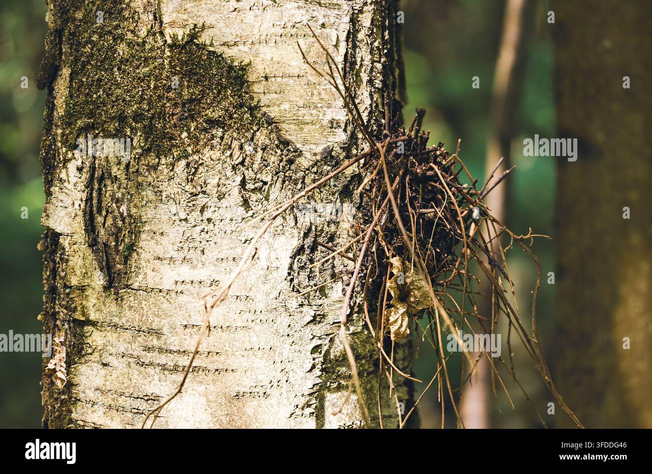 Prima di un nido di uccello su una corteccia d'albero in un contesto boschivo per temi naturali Foto Stock