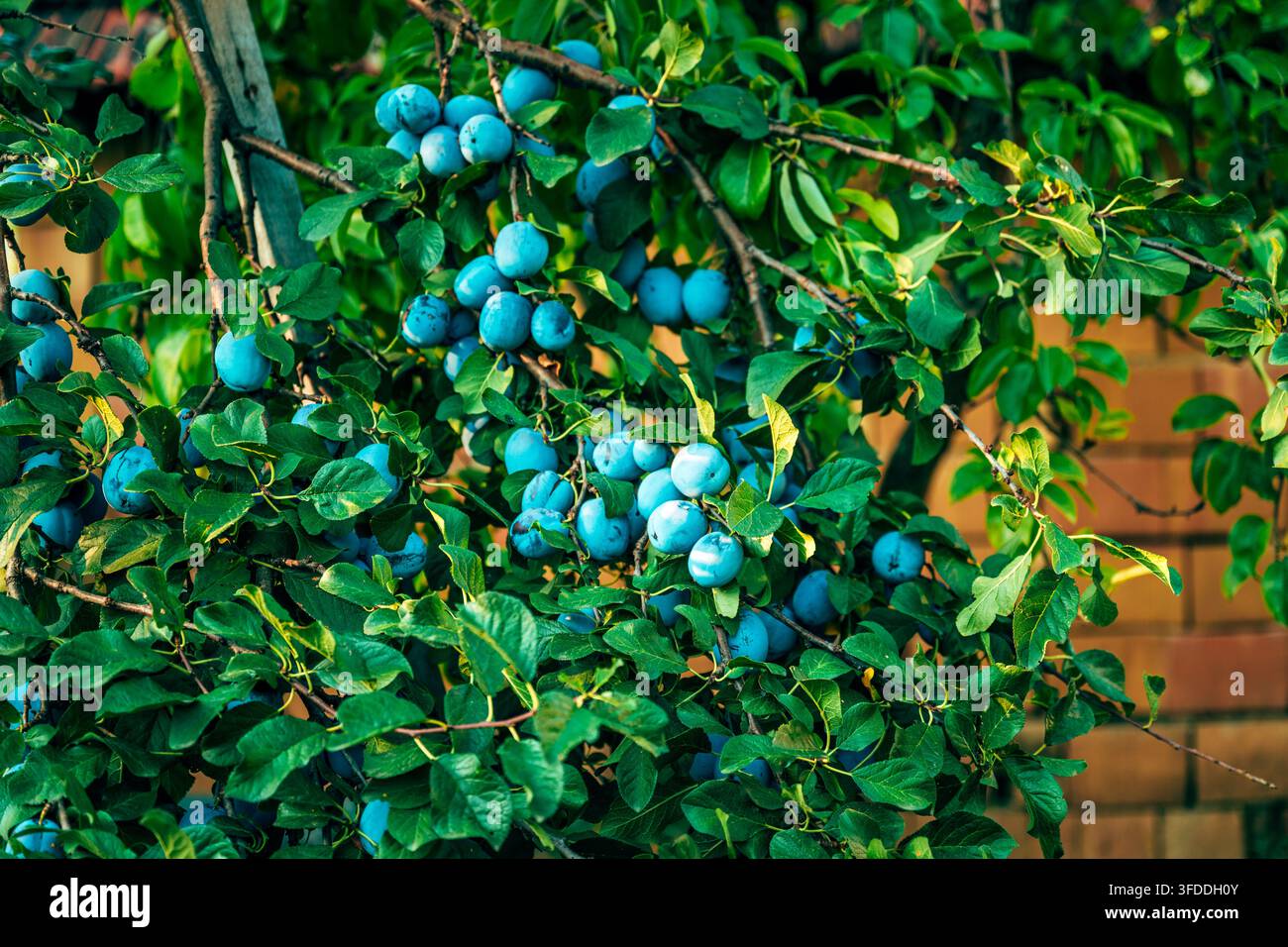 Abbondante raccolta di prugne blu che crescono sui rami degli alberi. Concetto di rendimento abbondante del frutteto, frutticoltura biologica, agricoltura e prodotti freschi stagionali Foto Stock