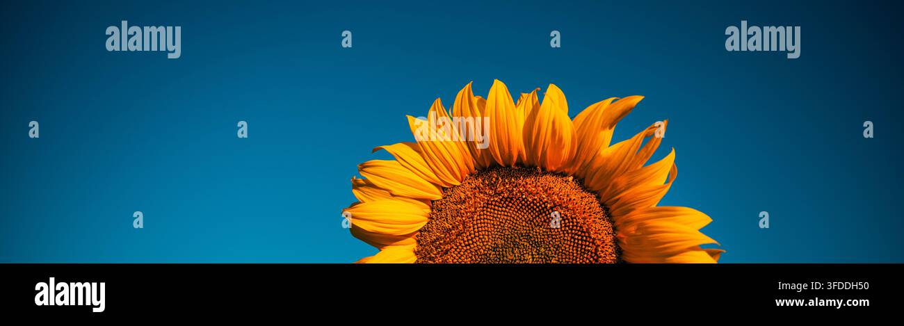 Bella testa di girasole che cresce in un campo estivo. Tema di produttività agricola, preparazione del raccolto e coltivazione naturale delle colture, messa a fuoco selettiva Foto Stock