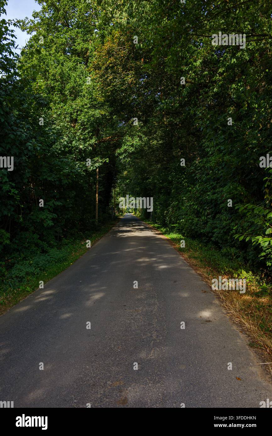 Strada asfaltata che attraversa una fitta chioma di alberi verdi formando un tunnel naturale a Coesfeld, Germania Foto Stock