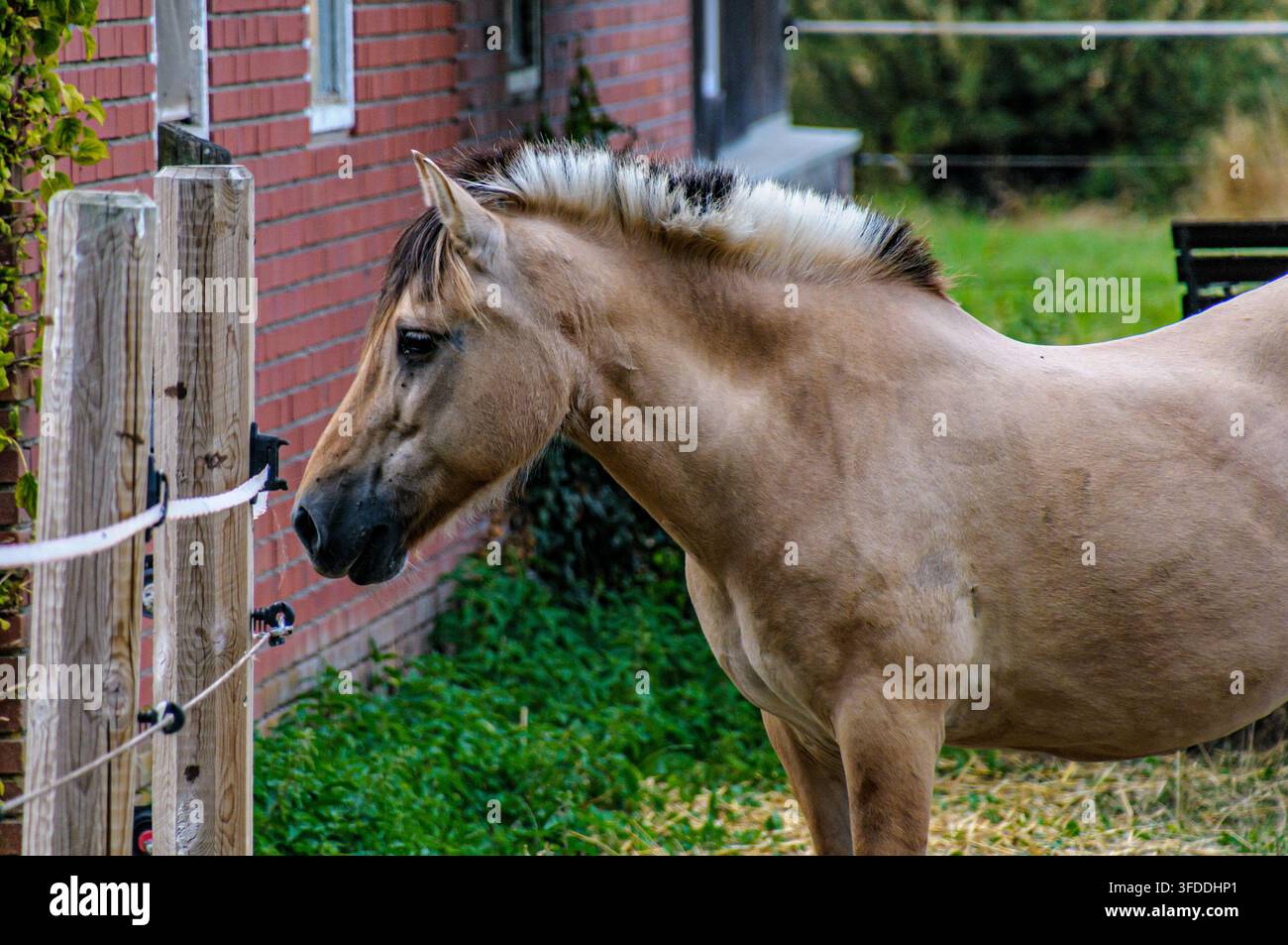 Primo piano della testa e del collo di un cavallo sauro vicino a una recinzione in una fattoria a Coesfeld, Germania Foto Stock