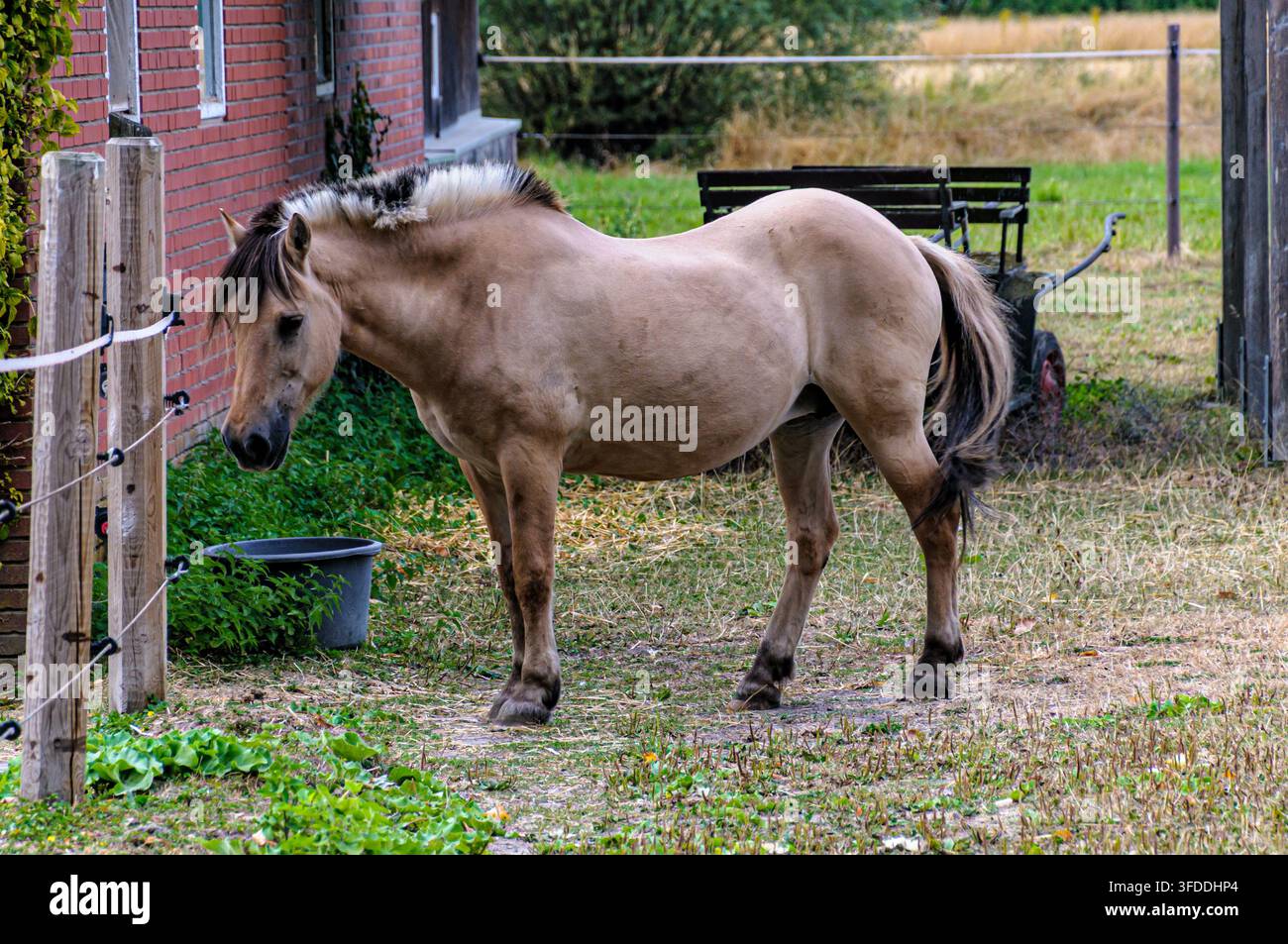 Cavallo grigio chiaro in piedi di profilo in un cortile di fattoria vicino a un edificio in mattoni a Coesfeld, Germania Foto Stock