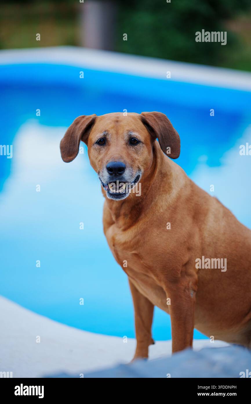 Rhodesian Ridgeback con orecchie cadenti in posa vicino alla piscina Foto Stock