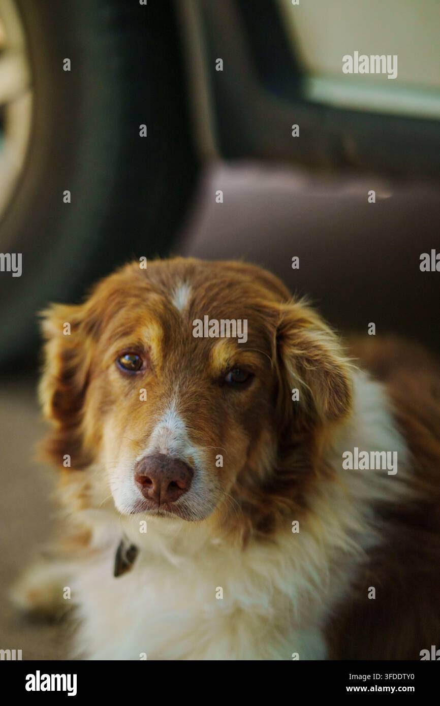 Cane accogliente riposa vicino a un pneumatico dell'auto. Il pelo morbido mescola toni caldi di marrone e bianco. Gli occhi mostrano una pazienza silenziosa, uno sguardo gentile. L'animale sembra calmo, rilassato, soddisfatto. P Foto Stock