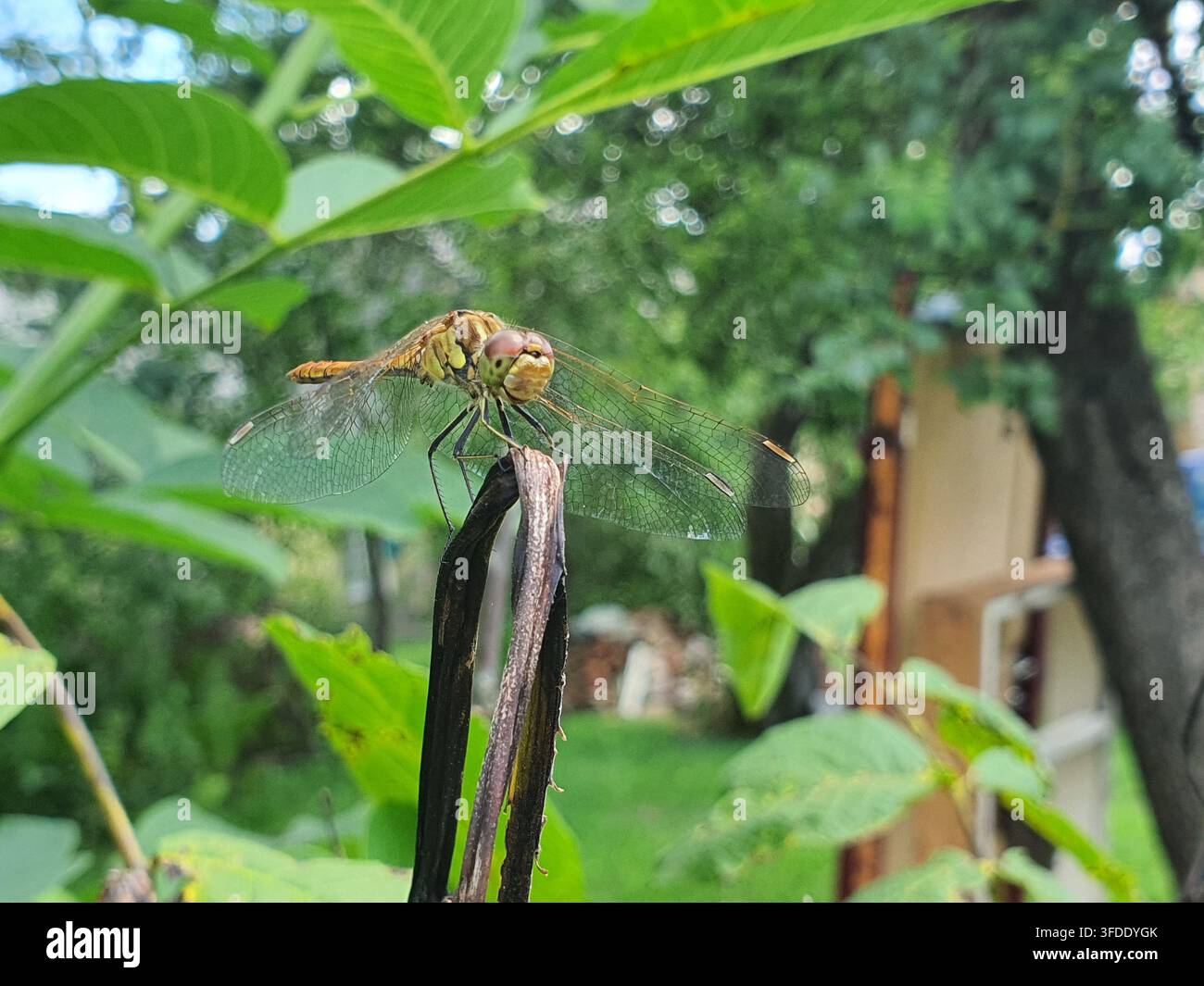 Fotografia macro in primo piano di una libellula appollaiata su uno stelo di pianta secca in un contesto di giardino. L'insetto mostra ali trasparenti con nervature, grandi Foto Stock