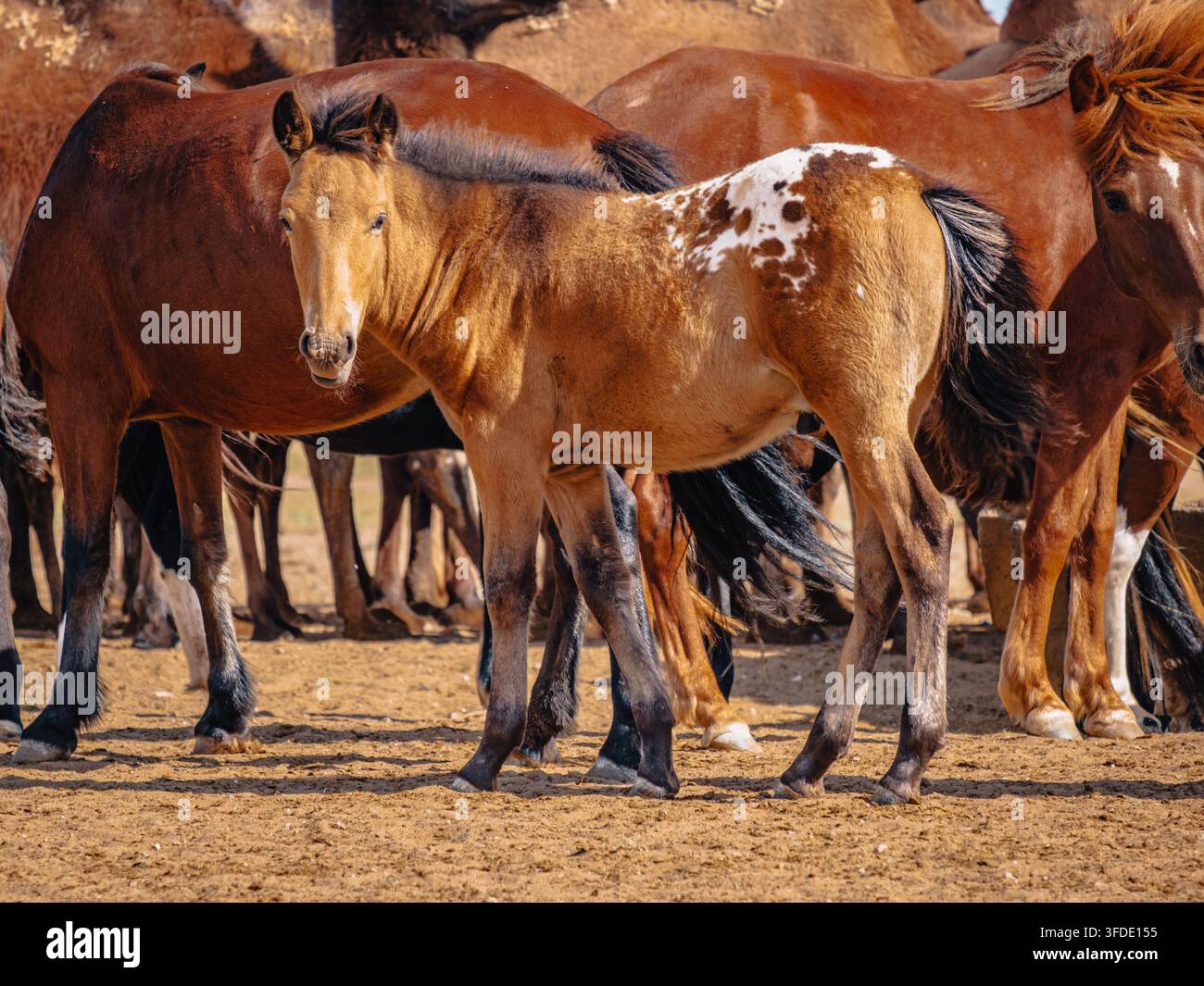 Giovane puledro in piedi tra i cavalli in un punto d'abbeverata nella steppa mongola vicino al deserto del Gobi. Foto Stock
