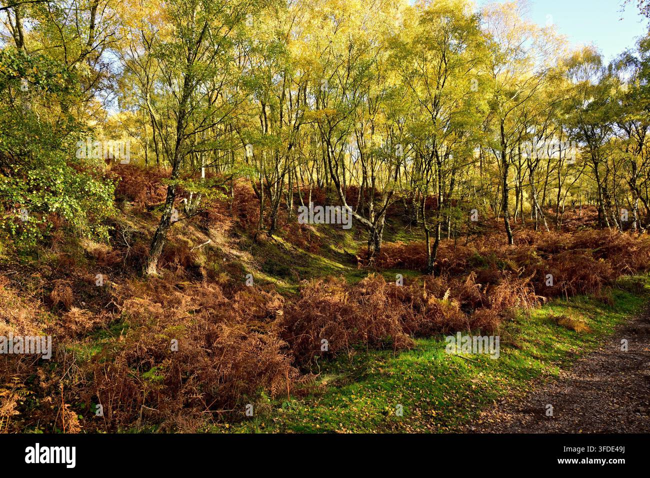 Bosco di betulle autunnale con felci, luce screziata e sentiero tortuoso Foto Stock
