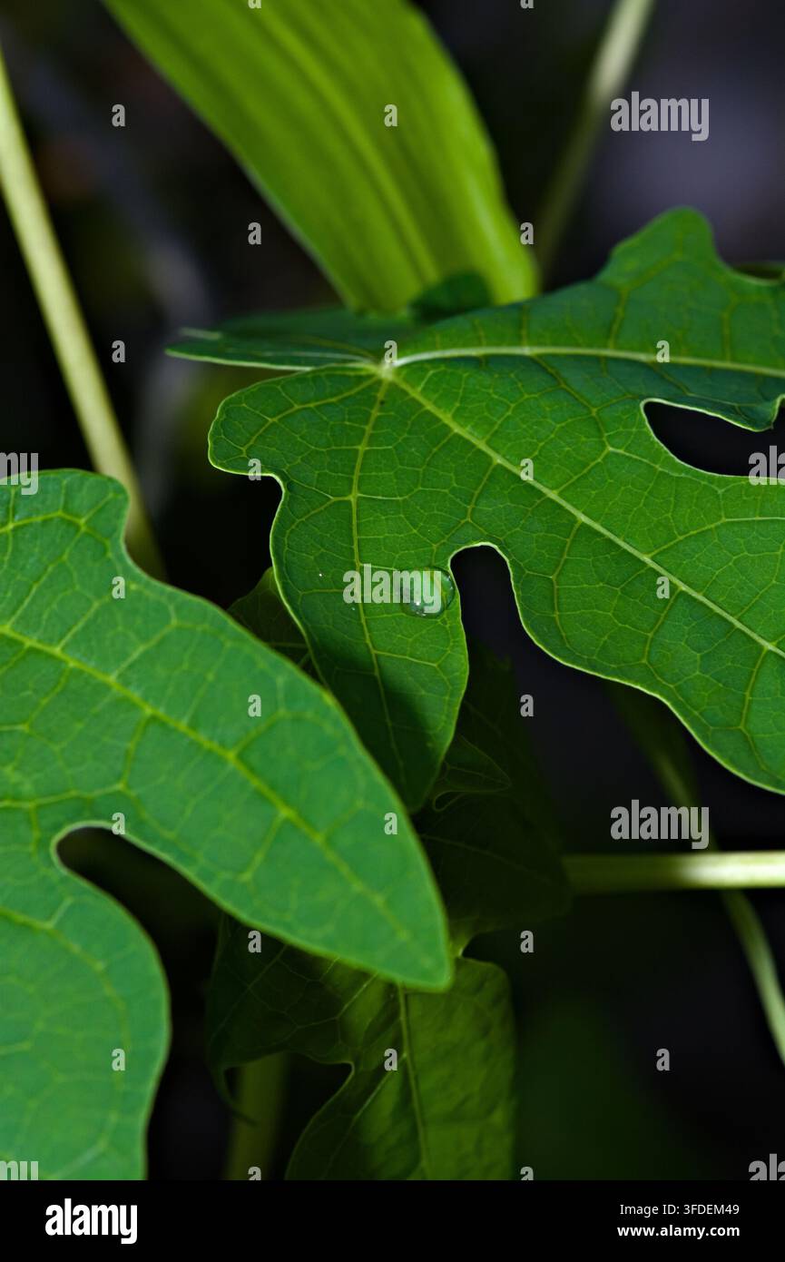 Fotografia macro verticale a distanza ravvicinata di una foglia di papaya (Carica papaya) verde e lobata, che mostra dettagli intricati delle venature. Foto Stock