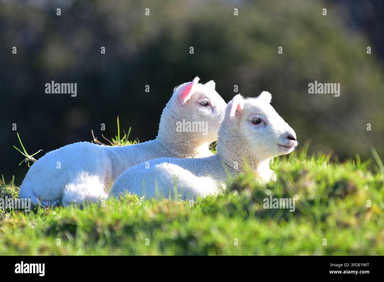 Due agnellini soffici (Ovis aries) riposano insieme su una macchia di erba verde al sole. Foto Stock