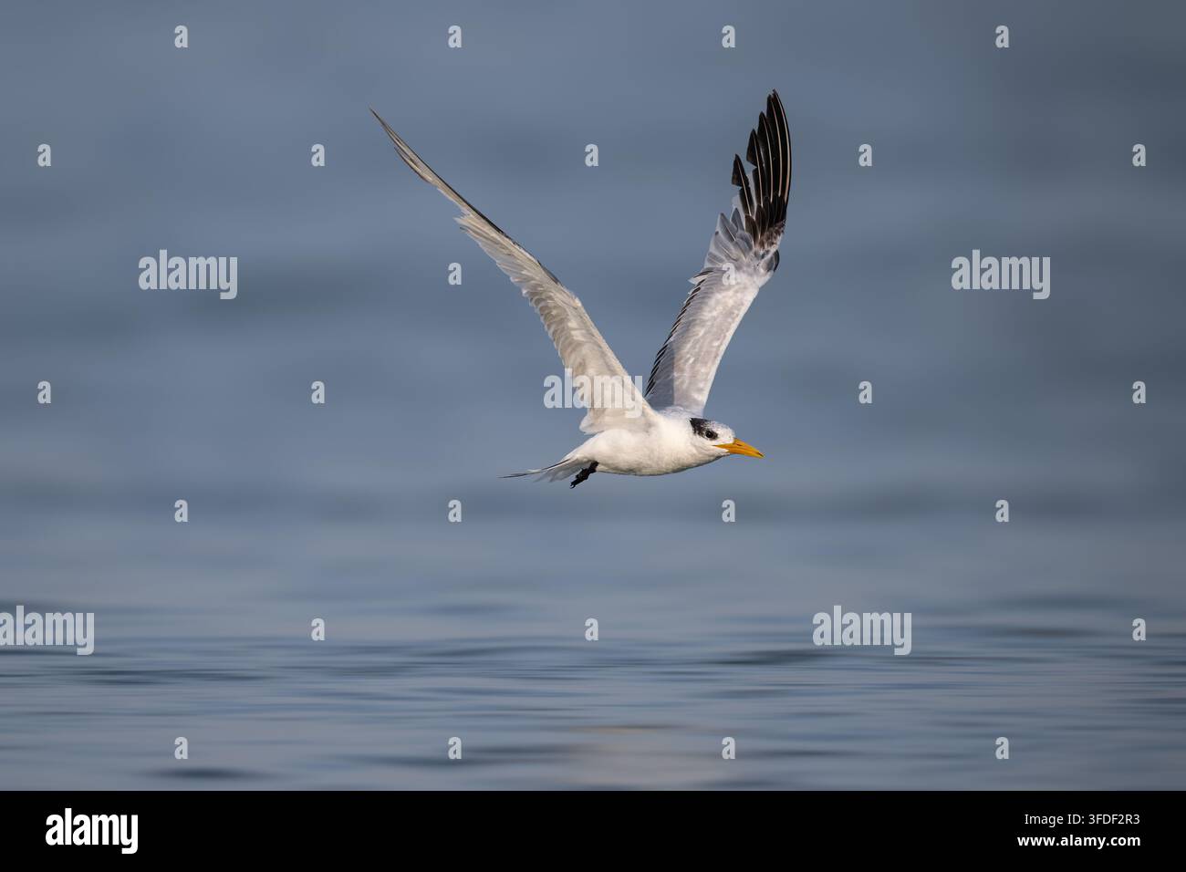 Sterna reale che vola con grazia sopra l'acqua blu calma con le ali spiegate in un habitat costiero naturale. Foto Stock