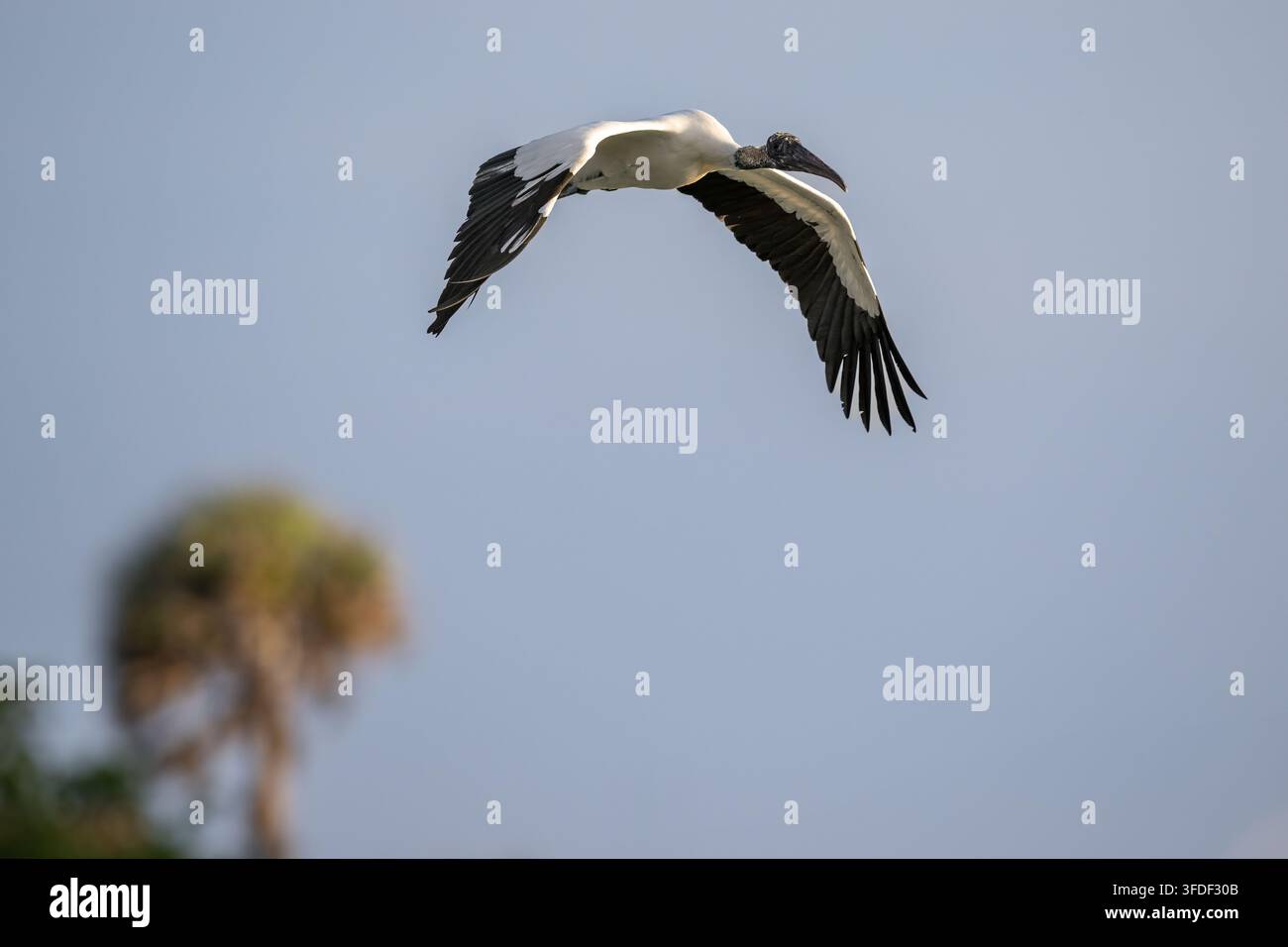 Airone dalla faccia bianca che vola nell'aria sopra un habitat naturale di zona umida costiera. Foto Stock