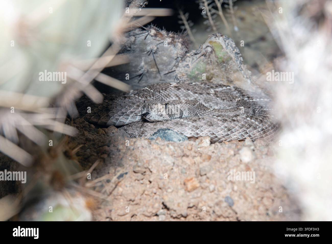 Western Diamondback (Crotalus atrox) Foto Stock