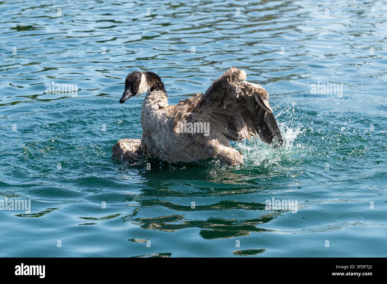 Oca canadese che apre le ali e sguazza in acqua blu cristallina, mostrando il comportamento naturale degli uccelli e piume dettagliate in una scena dinamica della fauna selvatica Foto Stock