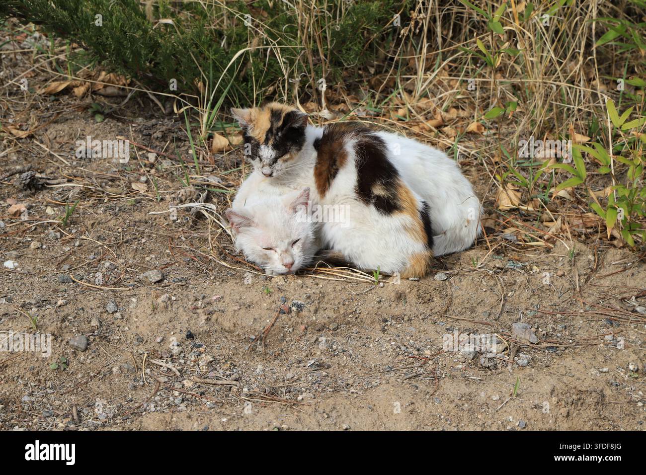 Sull'erba secca all'aperto, un gatto calico adulto si accoccola dolcemente contro un gattino bianco puro. Entrambi dormono profondamente con gli occhi chiusi, cr Foto Stock
