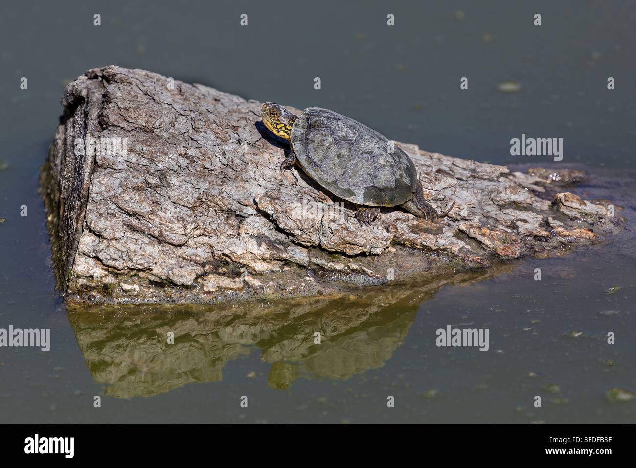 Una tartaruga di stagno del Nordovest si sta crogiolando su un tronco parzialmente sommerso e consumato nell'acqua calma. Sunol Regional Wilderness, California. Foto Stock