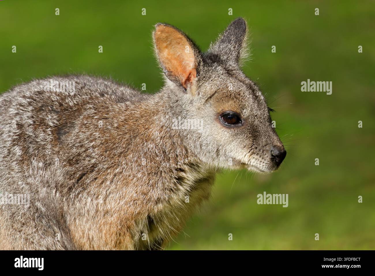 Ritratto di un wallaby tammar (Notamacropus eugenii) seduto nell'habitat naturale, Australia meridionale Foto Stock