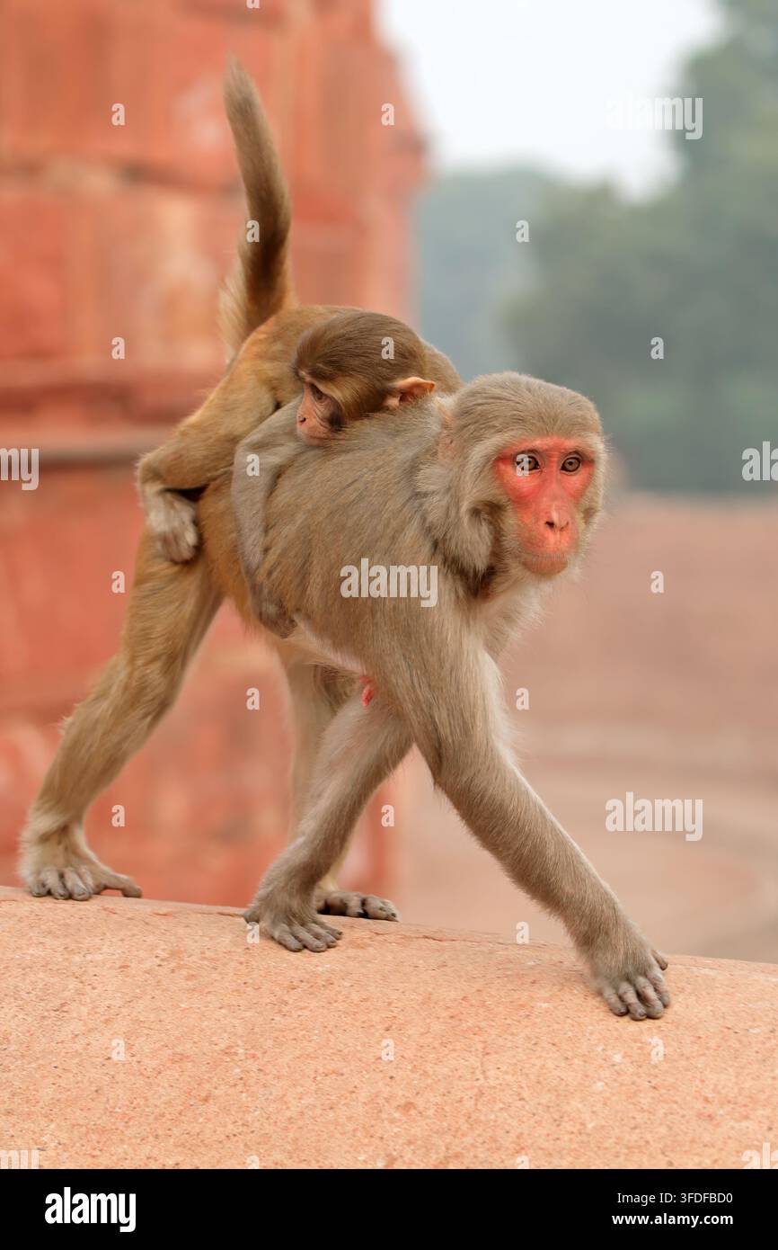 Una scimmia macaco rhesus (Macaca mulatta) con cucciolo in ambiente urbano, India Foto Stock