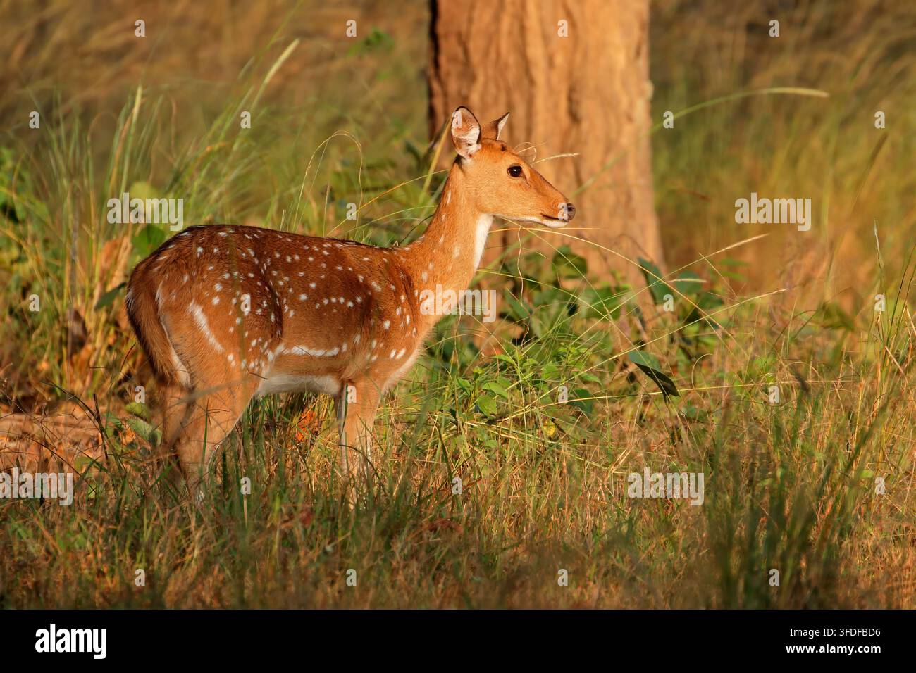 Cervi o cervo (asse dell'asse) macchiati in habitat naturale, Parco Nazionale di Kanha, India Foto Stock