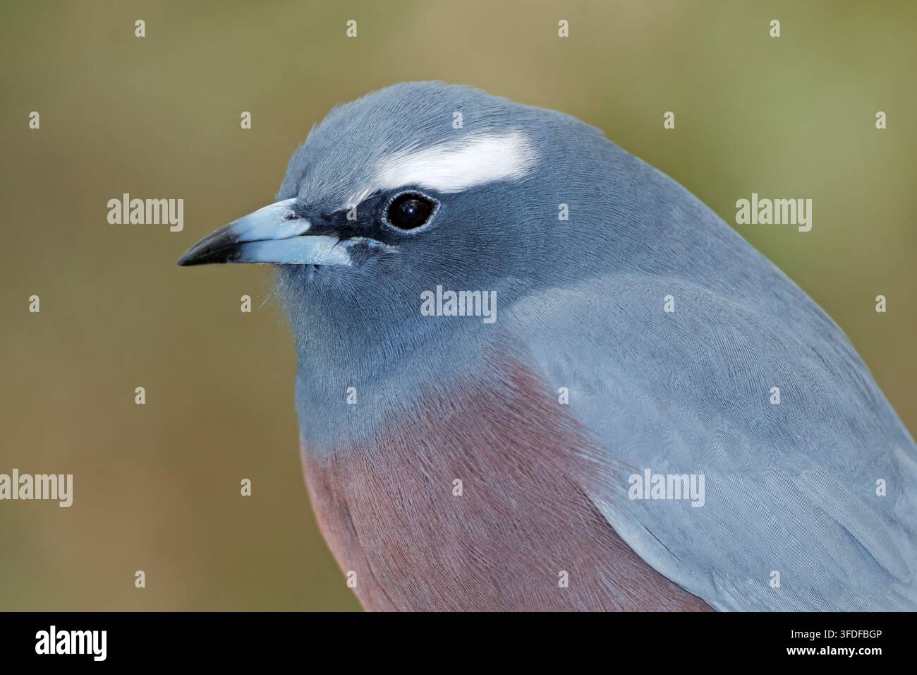 Ritratto di un legname dalle sopracciglia bianche (Artamus superciliosus), Australia meridionale Foto Stock