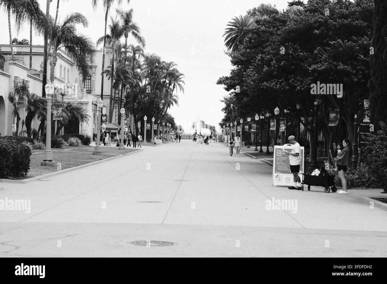 Viale pedonale fiancheggiato da palme nel Balboa Park, San Diego, California, fotografato in bianco e nero sotto alte palme mature. Foto Stock