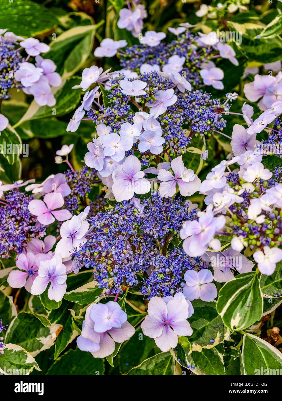 Idrangea macrophylla a pizzo con fiori centrali blu e viola circondati da petali pastello e foglie verdi variegate Foto Stock
