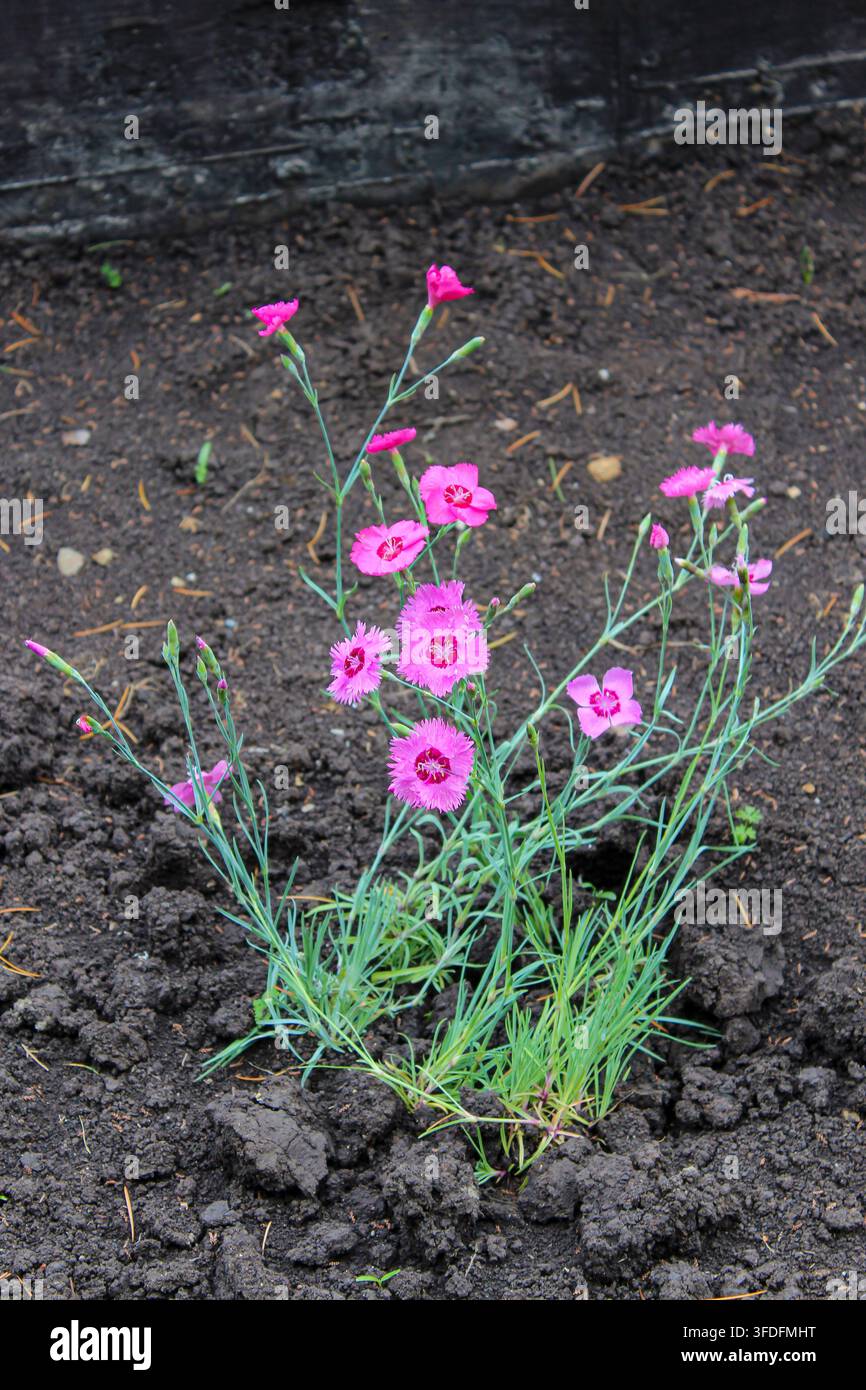 Fiori rosa acceso su steli verdi. Terra marrone sullo sfondo. Dianthus deltoides, o garofano delle campagne. Foto Stock