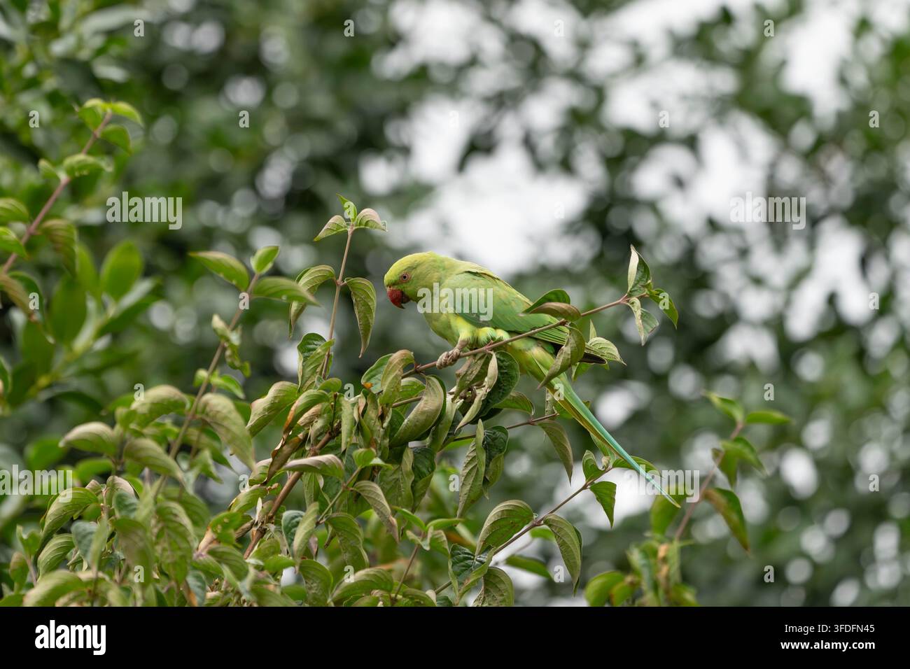 Psittacula krameri (Psittacula krameri) appollaiato tra rami frondosi in uno spazio verde urbano. Fotografia della fauna che documenta uno degli uccelli più diffusi in Europa Foto Stock