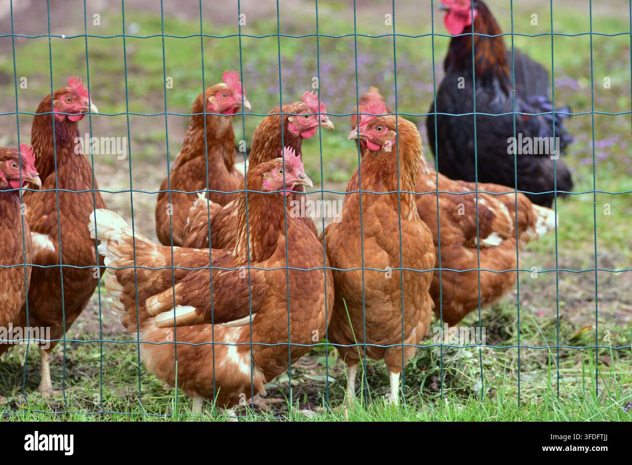 Galline marroni a libero raggio e un gallo nero in piedi dietro una recinzione di filo metallico in una fattoria rurale, che mostrano l'allevamento tradizionale di pollame, l'allevamento del bestiame e nat Foto Stock