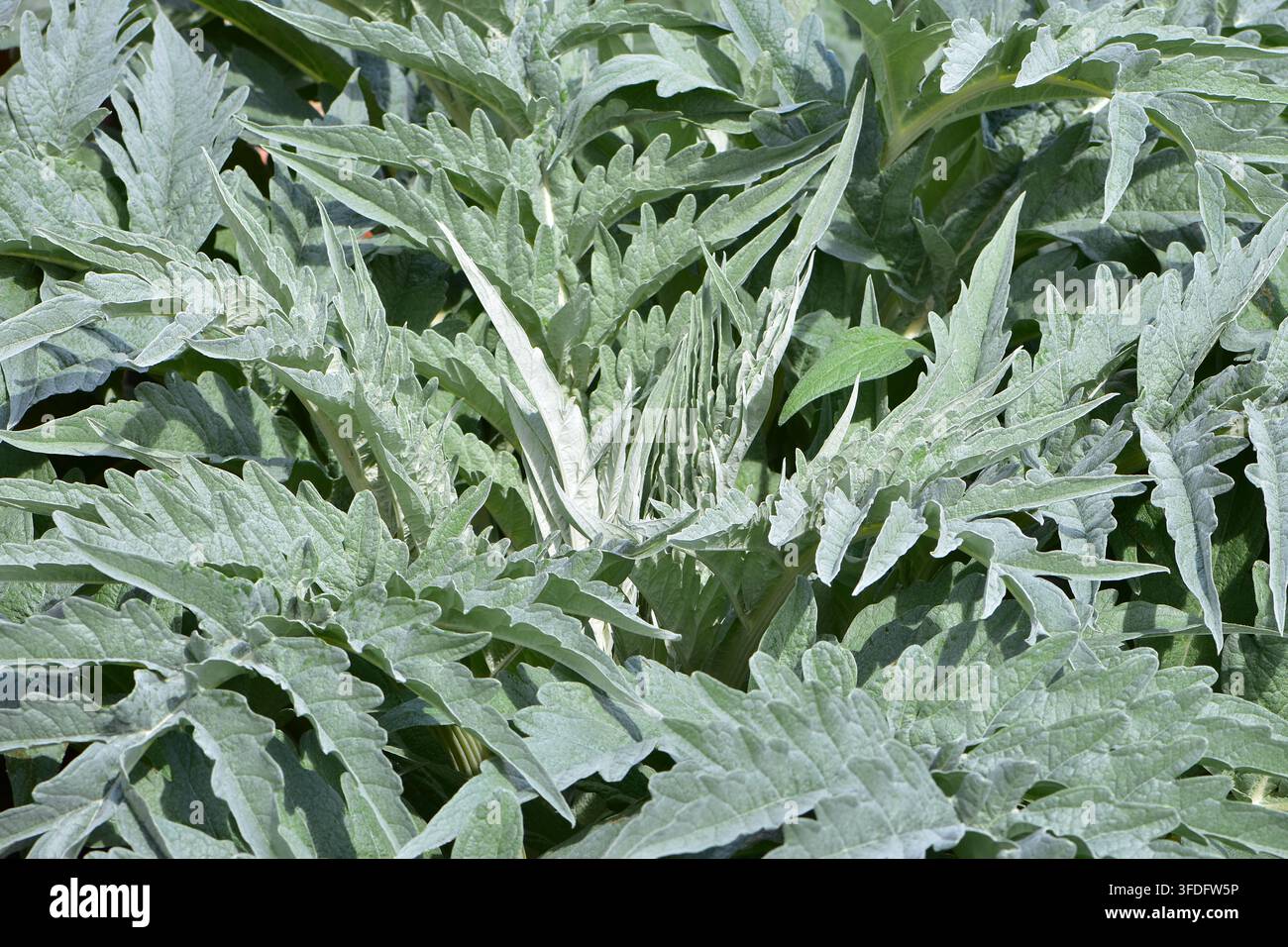 Cardo o articioco globe (Cynara cardunculus), una grande pianta perenne simile a un cardo. Foto Stock