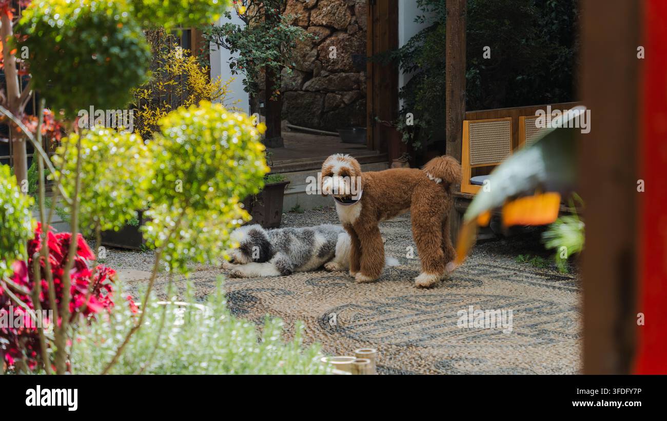 Due cani che si riposano nel cortile accogliente di un homestay nella vecchia città di Baisha, Lijiang, Yunnan, Cina Foto Stock